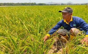 Pastikan Panen saat Kemarau, Karanganyar Programkan Listrik Masuk Sawah