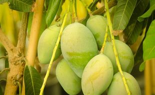 Mangga Bisa Bikin Kulitmu Makin Cantik