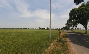 Terkait Pemasangan 13 Tiang di Sawah, PLN Undang 2 Petani untuk Mediasi