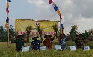 Petani Kota Magelang Catat Rekor Tertinggi Panen Padi