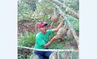 Durian dari Pogog Wonogiri: Punya Cita Rasa Khas, Beratnya Bisa 10 Kg