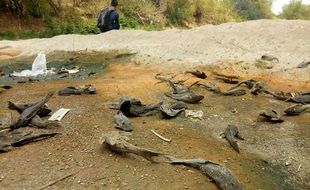 Saking Parahnya Pencemaran, Warga Sragen Sampai Takut Makan Ikan dari Bengawan Solo