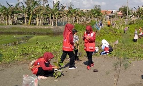 PMI Kerahkan KSR Hijaukan Pantai Tapangdengklok Cilacap, Ini Tujuannya...