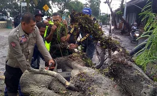 Purwokerto-Cilacap Teradang Pohon Tumbang