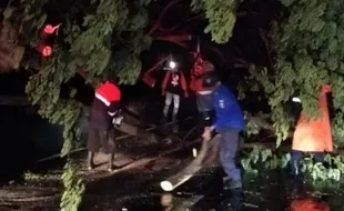 Angin Kencang Tumbangkan 26 Pohon di Jalur Pantura Demak