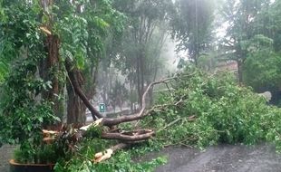 Hujan Deras, Empat Pohon Tumbang dan Tiga Tanah Bergerak