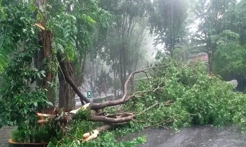 Hujan Deras, Empat Pohon Tumbang dan Tiga Tanah Bergerak