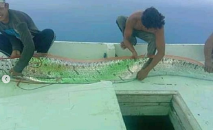 Ikan Oarfish Kerap Dikaitkan Gempa-Tsunami Kembali Muncul