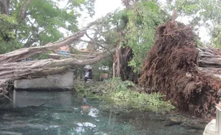 3 Beringin Raksasa di Umbul Manten Ditanam Lagi