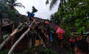 Pohon Bertumbangan di Kabupaten Magelang