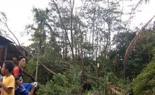 Batang Catat Belasan Pohon Tumbang, Sebagian Timpa Rumah