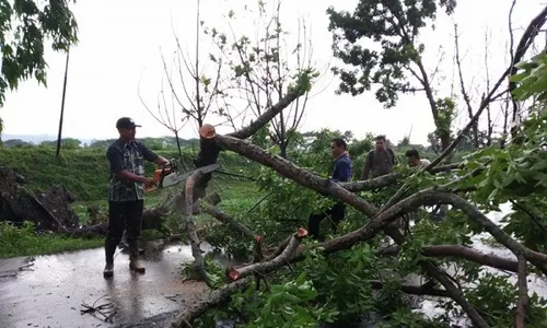 Diterjang Angin Kencang, 22 Pohon Tumbang di Kudus