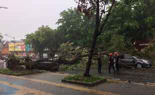 Mobil Wisatawan Kediri Penyok Tertimpa Pohon Tumbang di Jl. Slamet Riyadi Solo