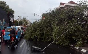 Pohon Beringin Tumbang Tutup Separuh Badan Jl. R.M. Said Solo