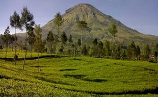 Mau ke Dieng? Mampir Dulu ke Kebun Teh Tambi Wonosobo!