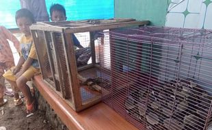 Sungai Garuda Sragen Pantas Jadi Habitat Piton, Ternyata Begini Penjelasannya