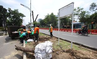 Ini 4 Lokasi Pemindahan Pohon Terdampak Flyover Purwosari Solo