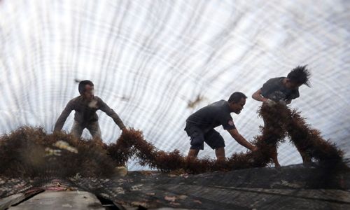 Pemerintah Kaji Jadikan Rumput Laut sebagai Bahan Baku Terigu guna Tekan Impor