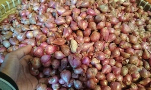 Petani Pati Keluhkan Rendahnya Harga Bawang Merah