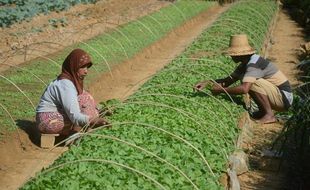 Tembakau di Lereng Sumbing Ditanam Dini