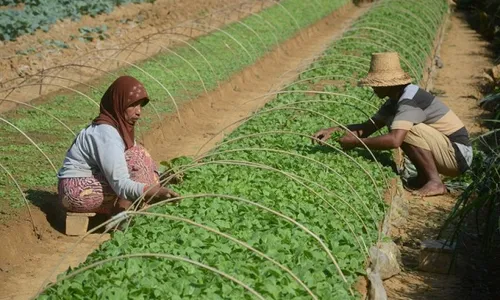 Anggota DPR: Kenaikan Cukai Rokok Pukulan Telak Bagi Petani Tembakau