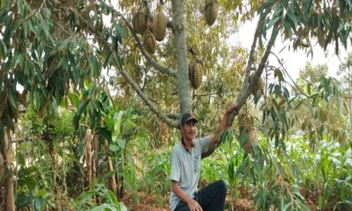 Ratusan Orang Inden Durian Pogog Wonogiri, Petani Batasi Kuota Pemesanan