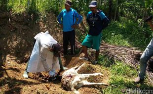 Cerita Misterius Anjing Liar Penghisap Darah Kambing