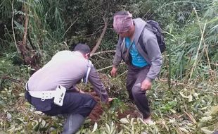 Polisi dan Petani Wonosobo Tanami Beringin Lereng Gunung Sumbing