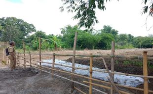 Cegah Serangan Tikus, Petani Karanganyar Dianjurkan Tanam Serempak