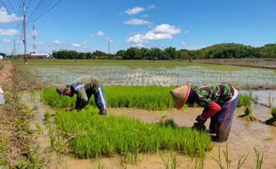 Sawah Di Rejosari Sukoharjo Dikeluhkan Kerap Puso, Kades Sebut Ini Penyebabnya