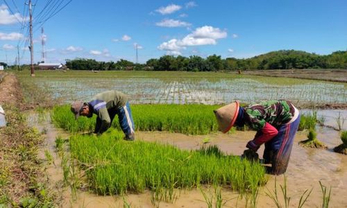 Taruna Tani Dibentuk di Sukoharjo, Ternyata Ini Tujuannya