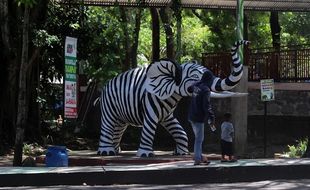 Pengelola TSTJ Solo Ngaku Sengaja Cat Patung Gajah Warna Zebra Biar Viral