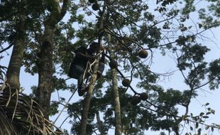 Di Balik Manisnya Durian Karanganyar, Ada Nyawa Yang Dipertaruhkan