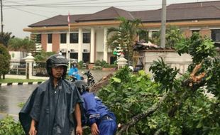 Angin Kencang Tumbangkan 20 Pohon di Banyumas