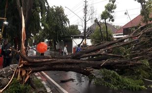 Pohon Tumbang Melintang di Jl. Monginsidi Solo Bikin Lalu Lintas Macet