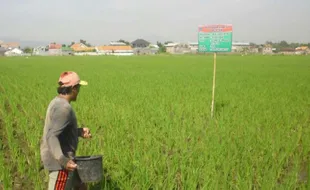 16.543 Petani Klaten Belum Punya Kartu Tani, Bisa Tebus Pupuk Bersubsidi Asalkan...