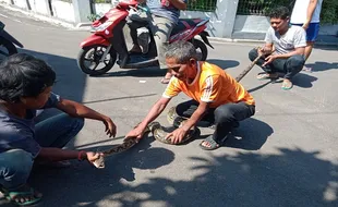 Melilit Ayam, Ular Sanca 4 Meter Ditangkap Warga Klodran Karanganyar