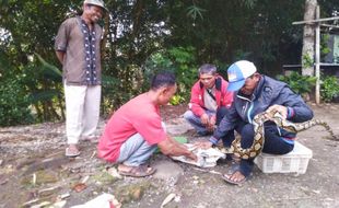 Kisah Darmolam, Warga Sragen Perintis Pasar Ular di Ngadirojo Wonogiri