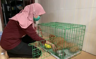 Wabah Distemper Bikin Banyak Kucing Mati di Karanganyar, Ini Penjelasan Dokter Hewan