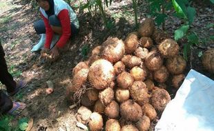 Bisa Raih Rp500 Juta/Tahun Jadi Alasan Belantik Sapi Wonogiri Ini Lebih Pilih Jadi Petani Porang