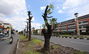 60 Pohon Masih Dipertahankan di Lahan Proyek Flyover Purwosari Solo, Ini Alasannya