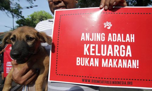 Viral Anjing Diangkut Truk, Polda Jateng Tak Temukan Rumah Jagal di Sragen