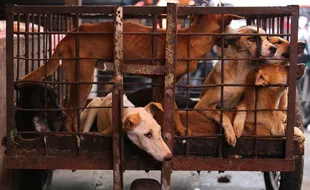 Gemolong Pemasok Terbesar Anjing di Soloraya, Ini Tempat Penampungannya