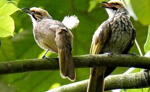 Warga Klaten Pencuri 12 Burung Diringkus Polisi, Seorang Lainnya Buron