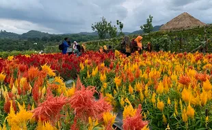 Cantik! Begini Pemandangan Hamparan Bunga Taman Agro Rumpun Ijo Karanganyar