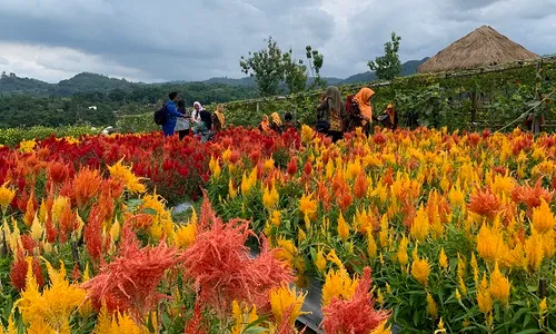 Cantik! Begini Pemandangan Hamparan Bunga Taman Agro Rumpun Ijo Karanganyar