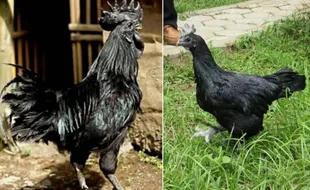 Sudah Bisa Dibudidayakan, Ini Alasan Ayam Cemani Tetap Mahal