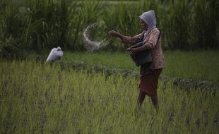 Jelang Musim Tanam Baru, 760.902 Ton Pupuk Bersubsidi Siap Didistribusikan