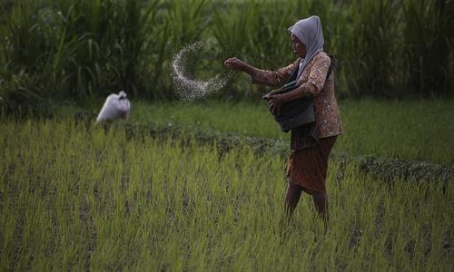 Presiden Jokowi Janji Tambah Subsidi Pupuk Rp14 Triliun pada 2024