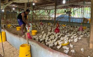 Harga Ayam Anjlok Bikin Peternak Mandiri Menjerit, Ini Respons KKPU